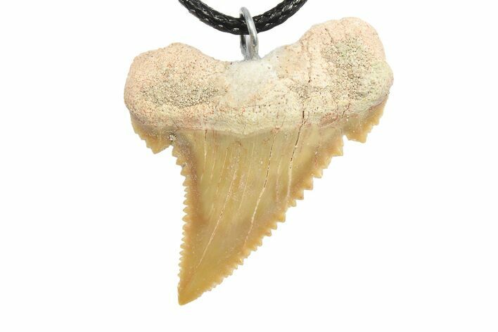 Serrated, Fossil Paleocarcharodon Shark Tooth Necklace #273590